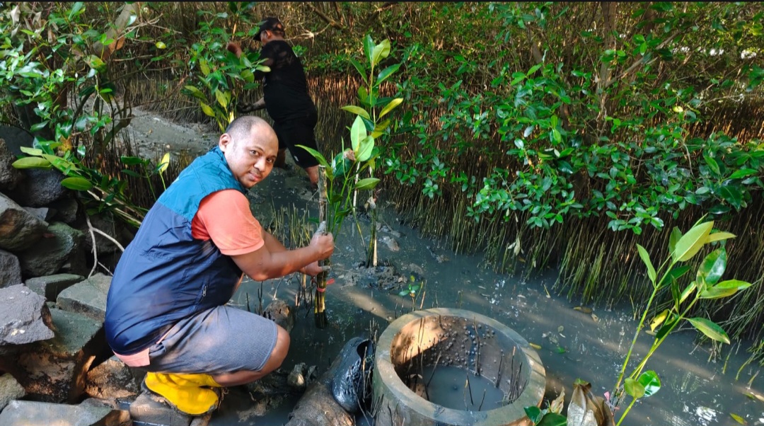 TPS Tanam 3.000 Bibit Mangrove di Sontoh Laut Surabaya