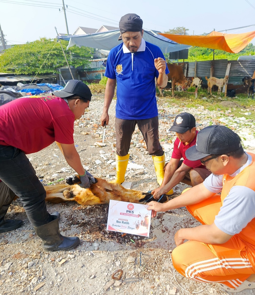 DPC PKS Mulyorejo Sebar Lebih dari 295 Paket Kurban untuk Warga pada Idul Adha 1447 H