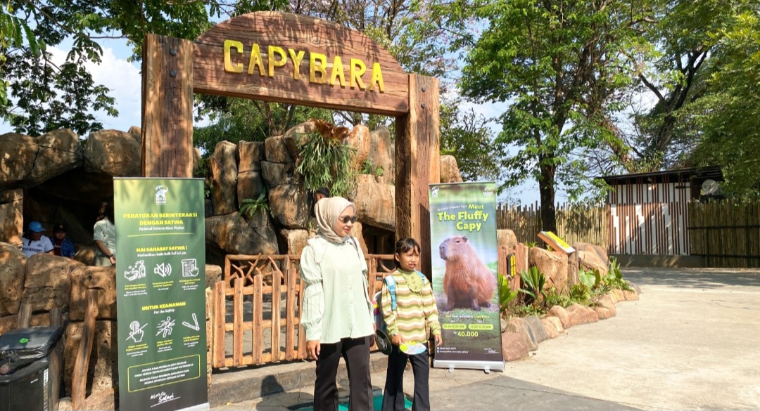 Keluarga Satwa Baru Capybara Hadir di Solo Safari, Sambut Libur Panjang HUT ke-81 Republik Indonesia